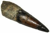 Fossil Spinosaurus Tooth - Real Dinosaur Tooth #350086-1